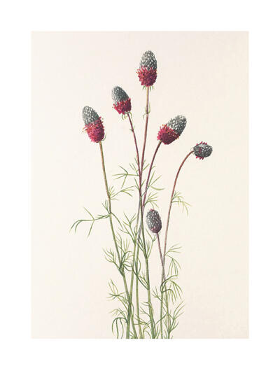 North American Wildflowers 2