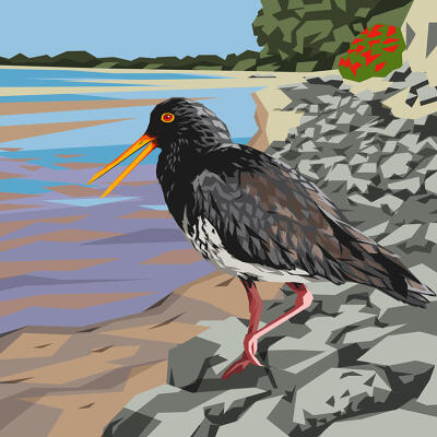 Oystercatcher