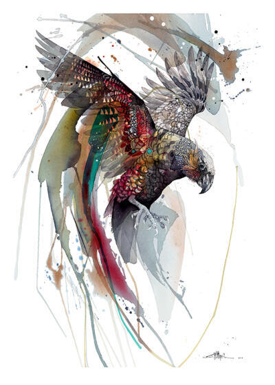 Kākā Colour Flourish