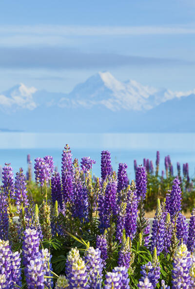 Mt Cook and Wild Lupins