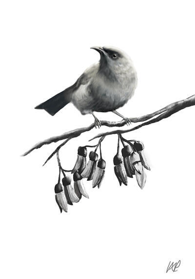 Bellbird