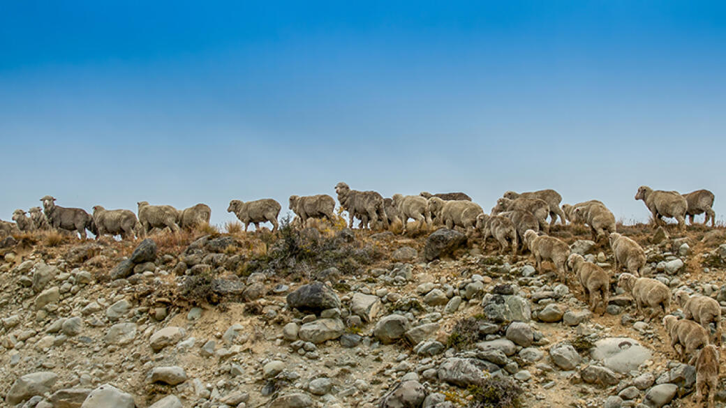 Merinos Tekapo