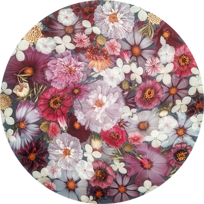 Cosmos and Phlox