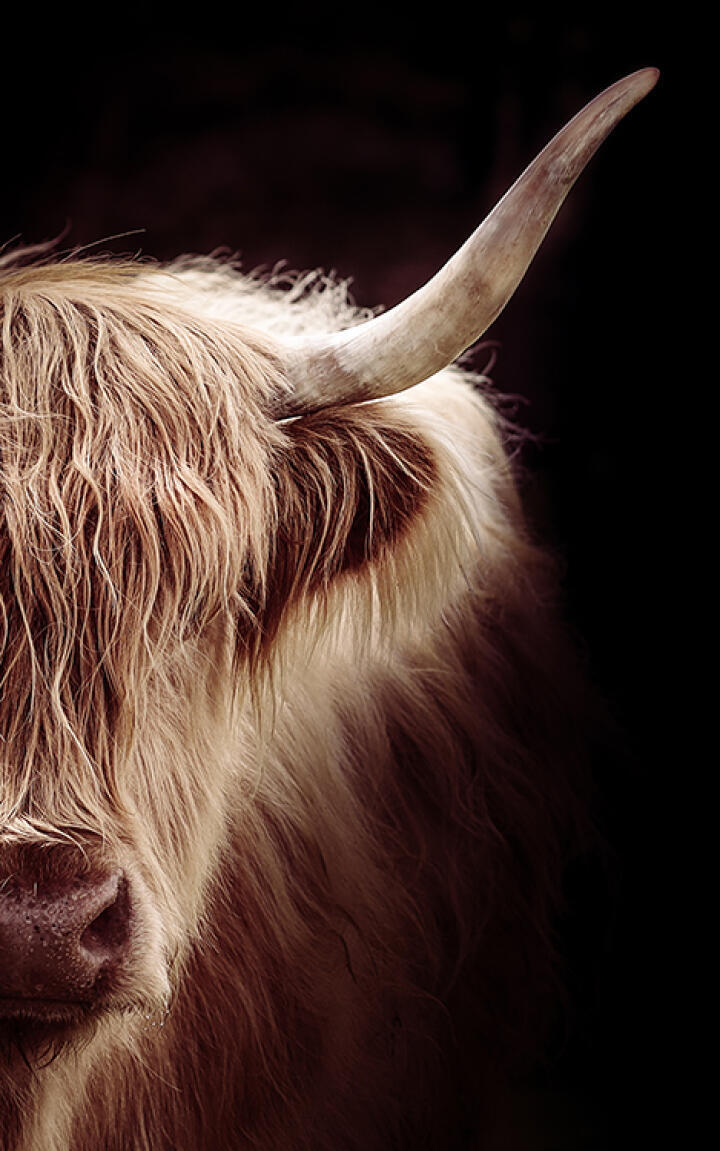 Hair and Horns