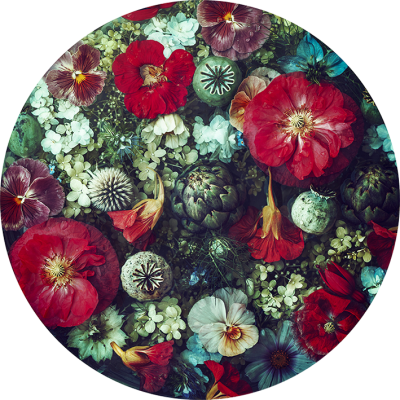 Poppy and Aubergine