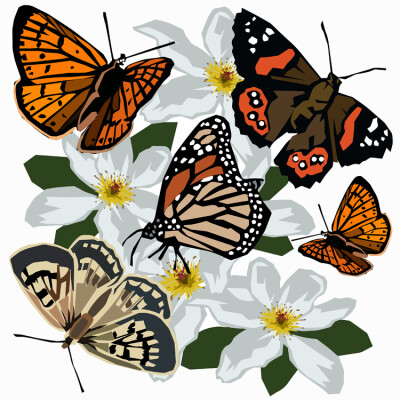 NZ Butterflies (IM)