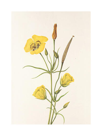 North American Wildflowers 3