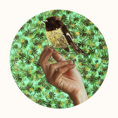 Tomtit on Artist's Hand