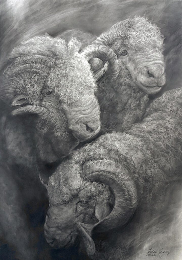 Mighty Merinos