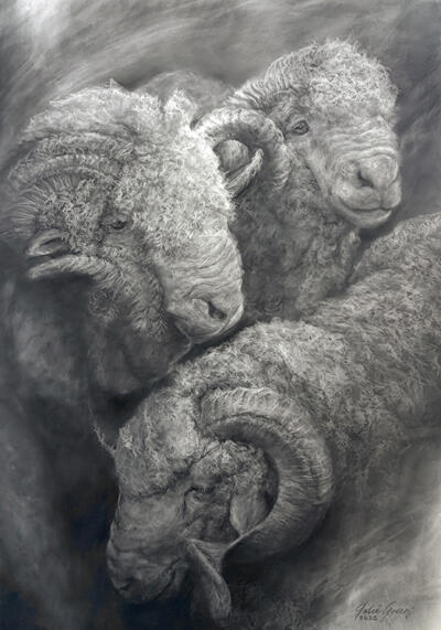 Mighty Merinos