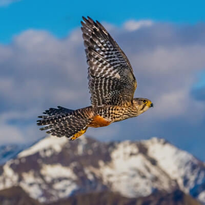 Skippers Falcon
