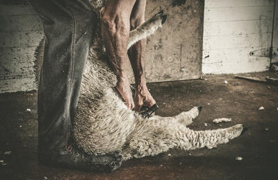On The Shears