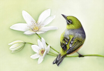 Waxeye & Clematis