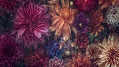 Vibrance