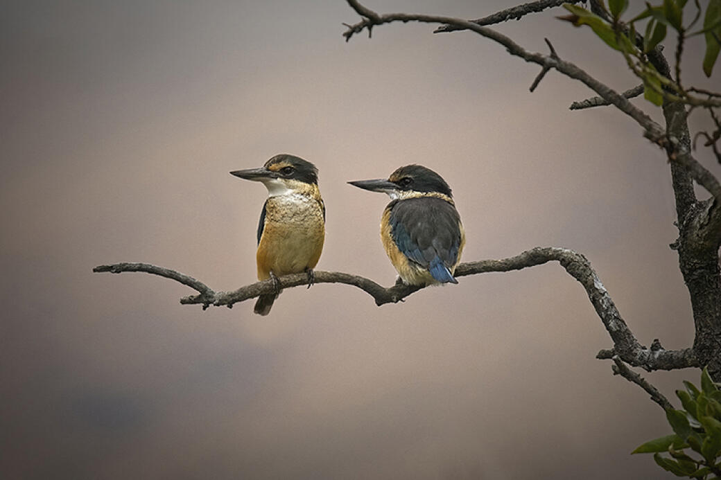 Two On Favourite Perch