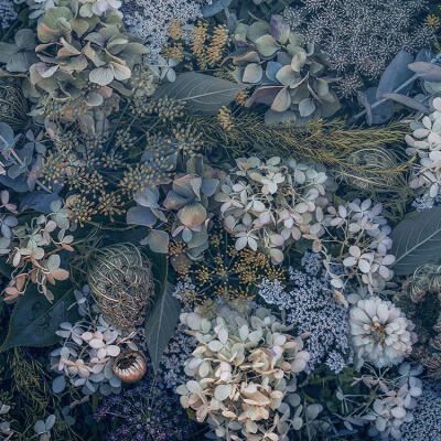 Wild Fennel and Hydragea