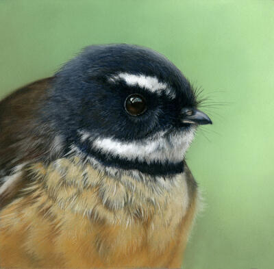 Fantail 1