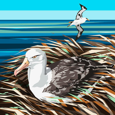 Albatross