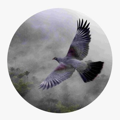 Kereru Circle