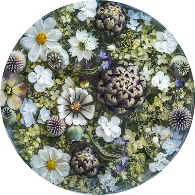 Artichoke and Zinnia