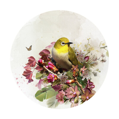 Life Force Waxeye