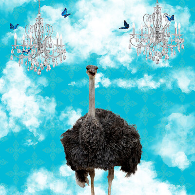 Ostrich In The Clouds