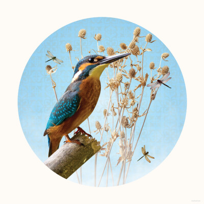 Mister Kingfisher
