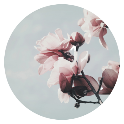Magnolia in Spring