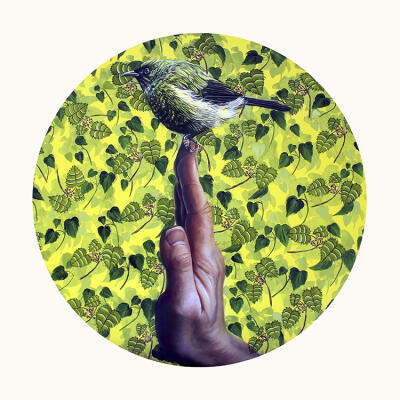 Bellbird on Artist's Hand