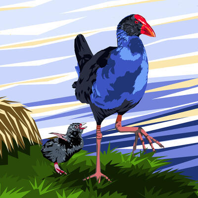 Pukeko