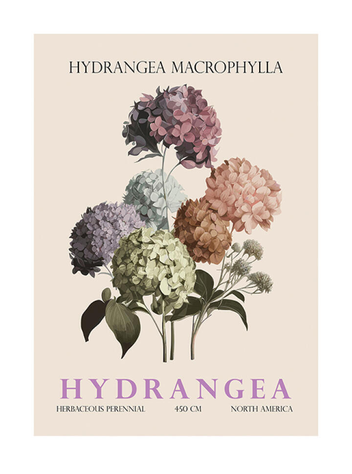 Hydrangea