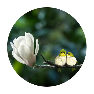 Silvereye