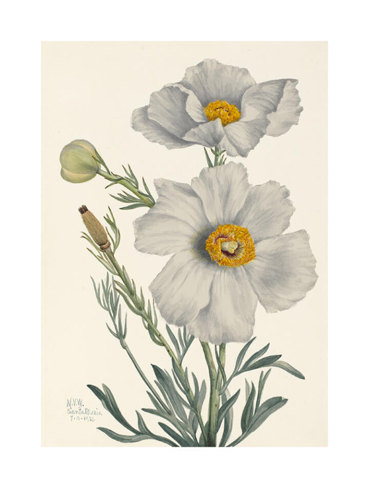 Matilija Poppy