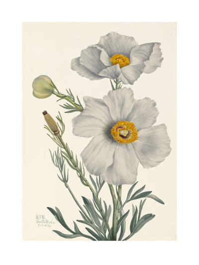 Matilija Poppy