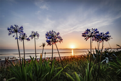 Agapanthus Coast