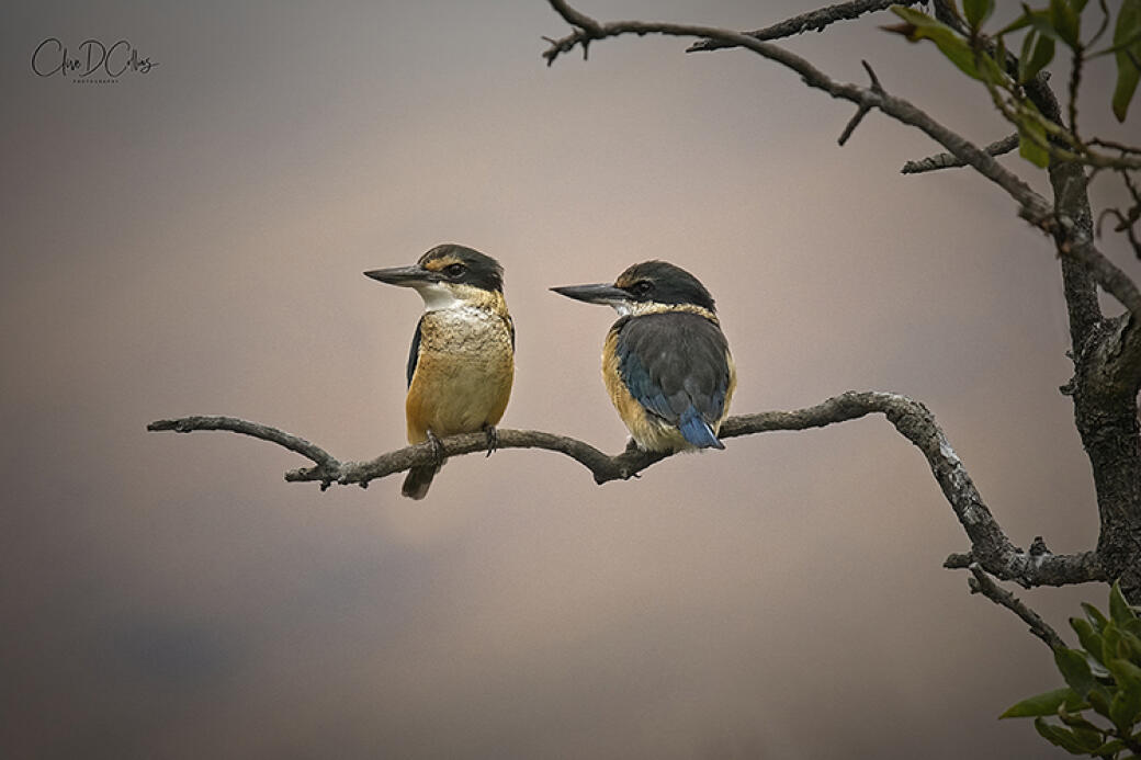 Two On Favourite Perch