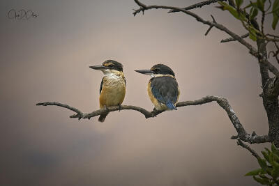 Two On Favourite Perch