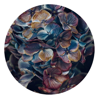 Hydrangea Petals