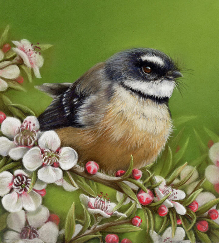 Fantail And Manuka