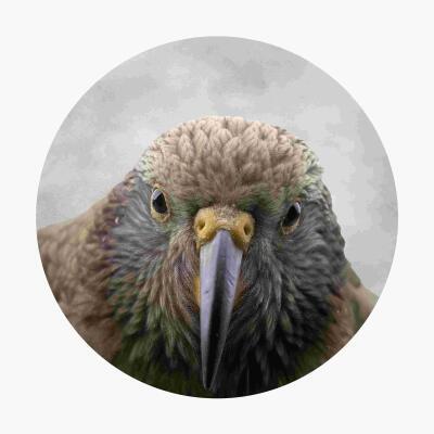 Cheeky Kea
