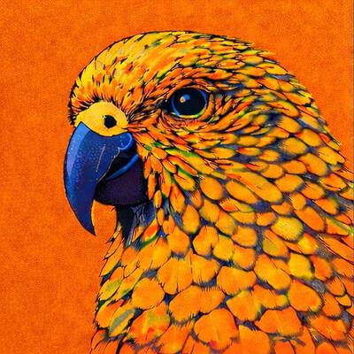 Alpine Kea on Orange