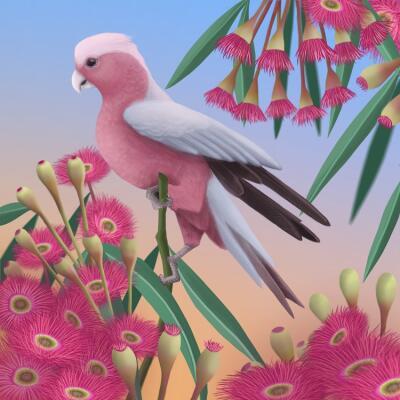 In The Pink (AE)