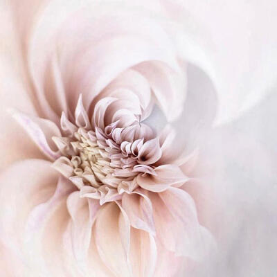 Dahlia Swirl