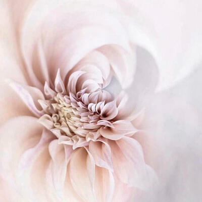 Dahlia Swirl