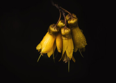 Native NZ Kowhai