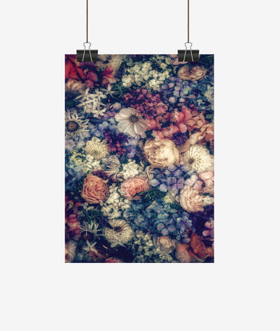 Roses and Hydrangeas