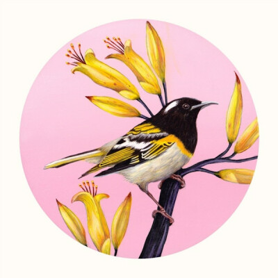 Hihi Of The Wharaiki