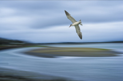 Estuary Patrol