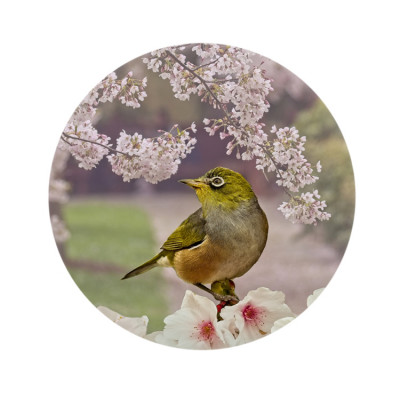 Springtime Silvereye