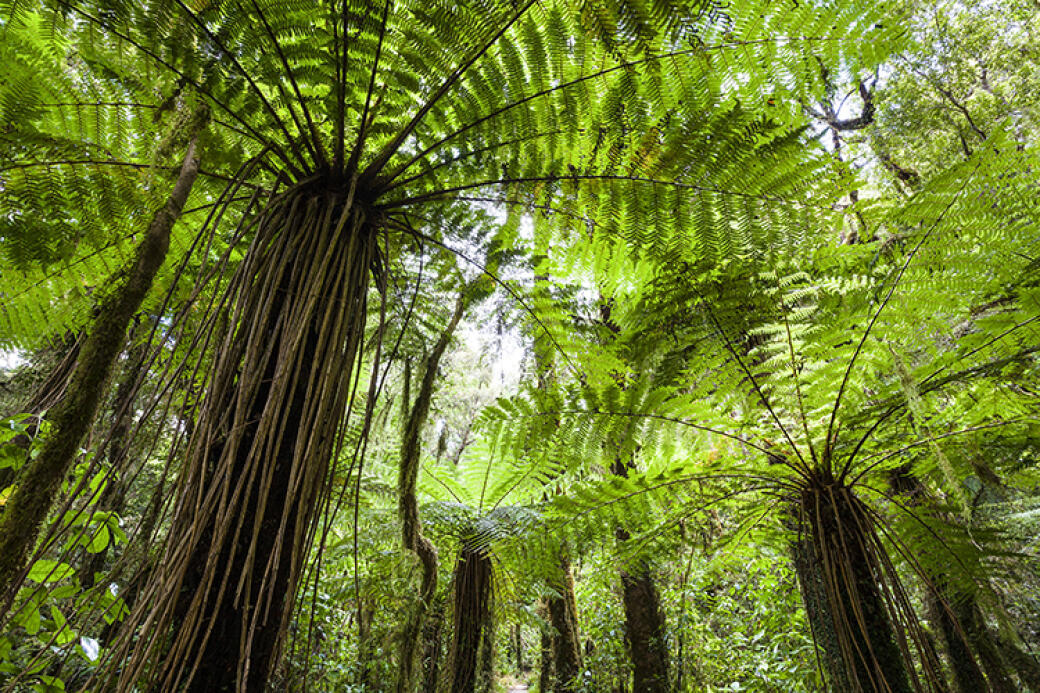 Mamaku Ferns